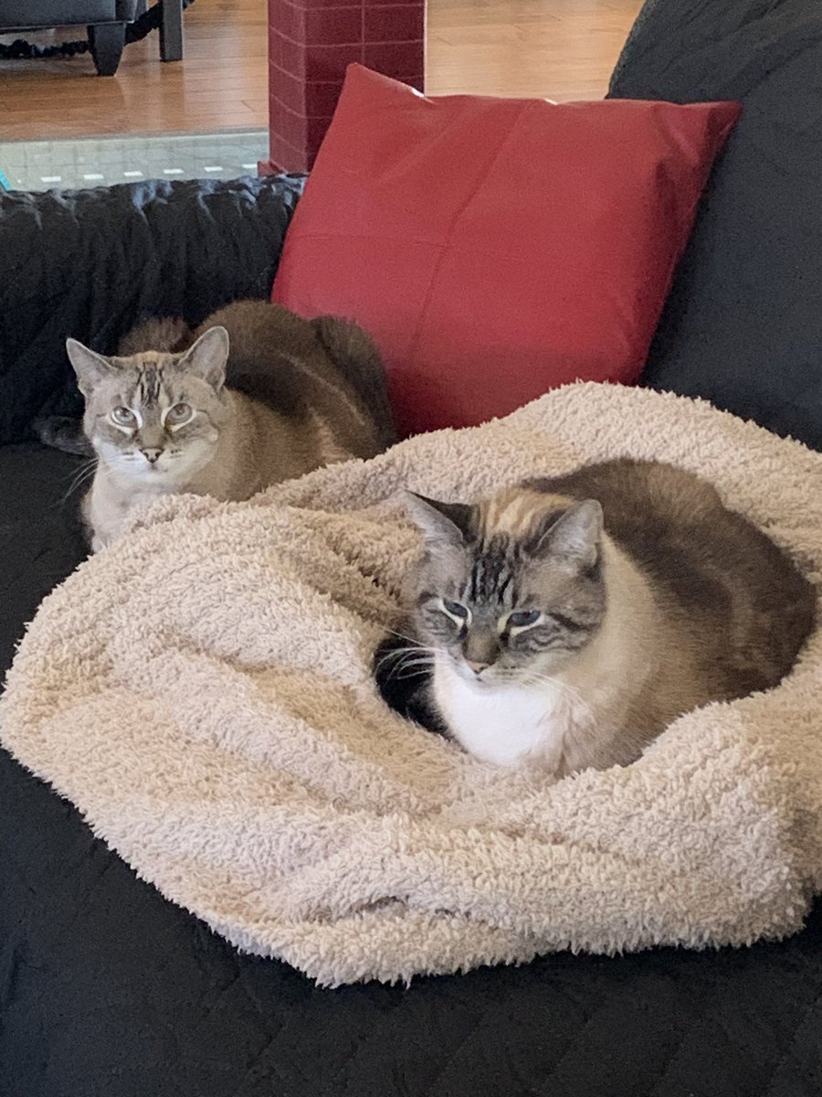HuisJoyce's tweet photo. @BlueStormComin1 #PetsForHarris/Walz https://t.co/0E4YBwlKgM