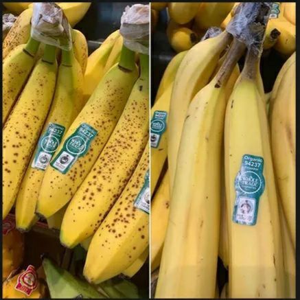 mulder_17's tweet photo. バナナを見れば「化学熟成」かどうかわかる？ 

もしあなたが見ているバナナがスーパーマーケットで売られているものなら、エチレン処理が施されていることはほぼ間違いない。 

もしバナナの茎が緑色で茶色い斑点があれば化学熟成、茎が黒ければ自然熟成です。
https://t.co/kV5y5ks0En https://t.co/0BN0QqbqJf