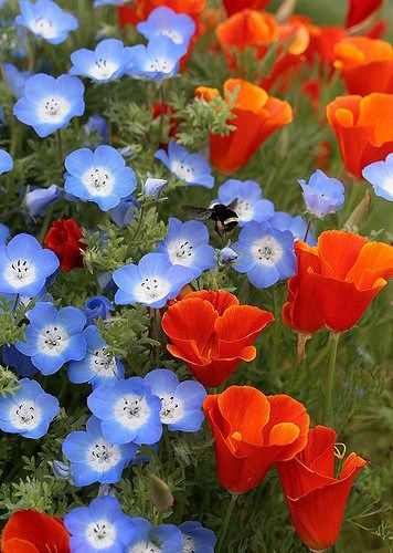 lhkjade921's tweet photo. #artofnaturebeauty , #colorworld https://t.co/5C3laj27EN