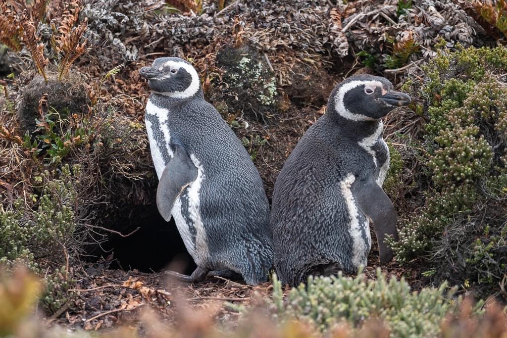 A great day out birding

A family of Upland Geese and Yellow-billed Teal. My first young of the season.

Also first migratory Whte-rumped Sandpipers and my first South American Tern of the season.

It is also great to see lots of female Jackass Penguins back, joining the males.