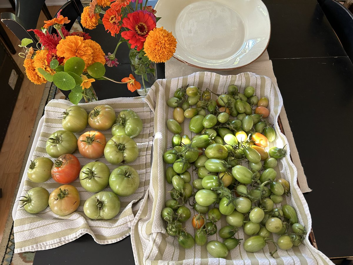 Lots of green tomatoes… hopefully the sun and warmth of the dining room will help them turn red. Growing food with the person you love is pretty damn great.