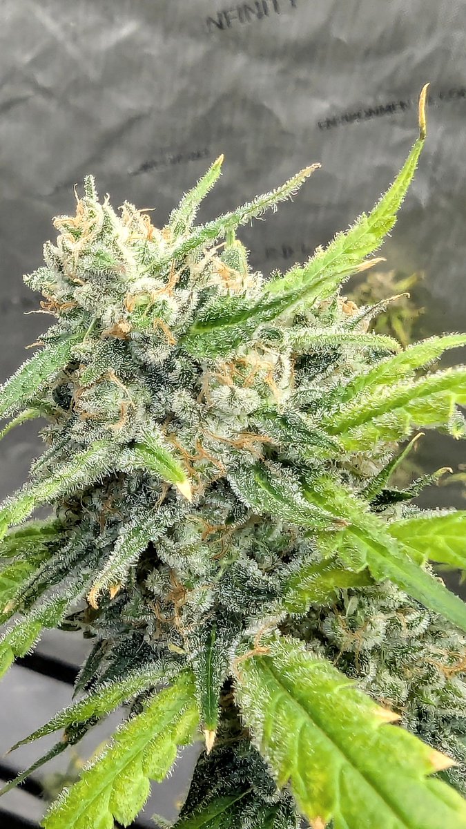 SmashGrows's tweet photo. Day 80 Chopped the first ever
Chimera #3 AUTO
The frostiest auto I've grown. Bred by #SmokingMonkeyGenetics
She was dense and heavy by the end.
1 gal pot 40 inches tall.
Using #MegaCrop 1-part and Sea-k kelp by @GreenleafNutes
#growyourown #Mmemberville #cannabiscultivation https://t.co/3kOPfoNK1j