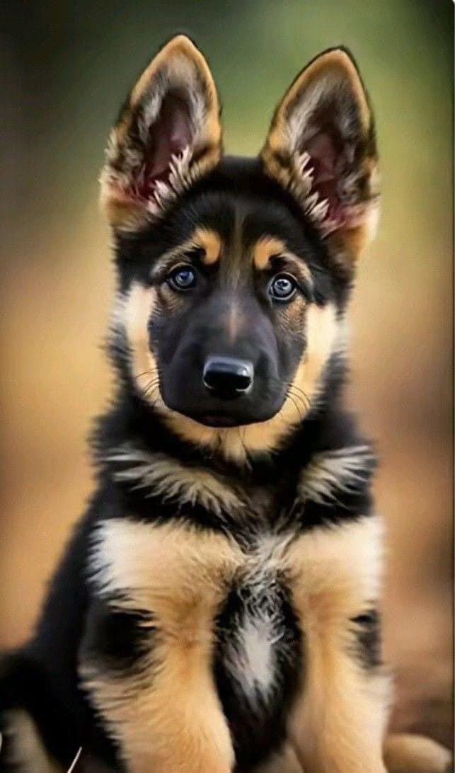 German Shepherd pup #idahohumanesociety #boisepetsitters #boisepetsitting #petsitting #dogfacts #dogwalking #dogs #cats #boisedogs #boisecats #boiseidaho #PetCare
 #boisepetsitters
