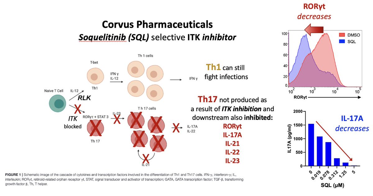 Biotechs targeting IL-17A for inflammatory diseases:
$MLTX $3.5B
$DICE $2.4B ( $LLY BO '23)
$CRVS $350M?  85%-90% discount seems extreme
$CRVS oral ITKi #soquelitinib stops IL-17A two-ways: 
(1) ITKi by reducing Ca2+ switches/directs T-cell differentiation to #Treg instead of