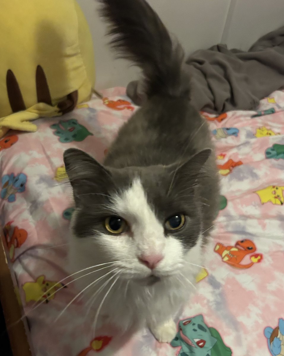 Meet Miso 💖