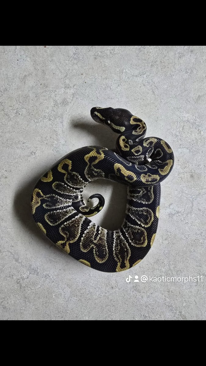 KaoticMorphz's tweet image. BABY..🐍
GHI (VPI) HET AXANTHIC 
#KAOTICMORPHS 
#BABYBALLPYTHON