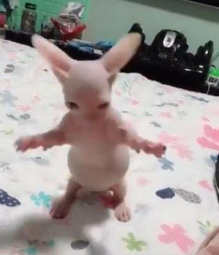 PunchingCat's tweet image. and then i freaked it