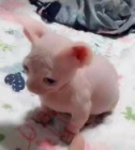 PunchingCat's tweet image. and then i freaked it