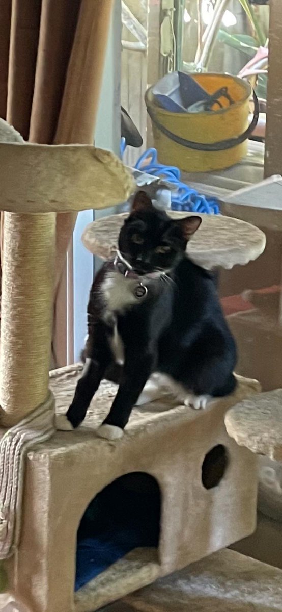 So Jones and Mia haven't met yet but they know each other is in the house - cautious approaches via the gap under the closed door. Jones has been exploring lots. She's a hoot.Just chillin #CatsOfTwitter <a href="/Biscuit_Meow/">Biscuit😻🐦🐾💕</a> <a href="/frisky9/">Frisky Le Rouge</a> <a href="/coombes_angie/">Angie (Littlevoice) & Angel Zara 🌈🐾 😻 💙</a> <a href="/millyfromoz/">MillyCat 🌈 and RovyCat 🇦🇺</a>