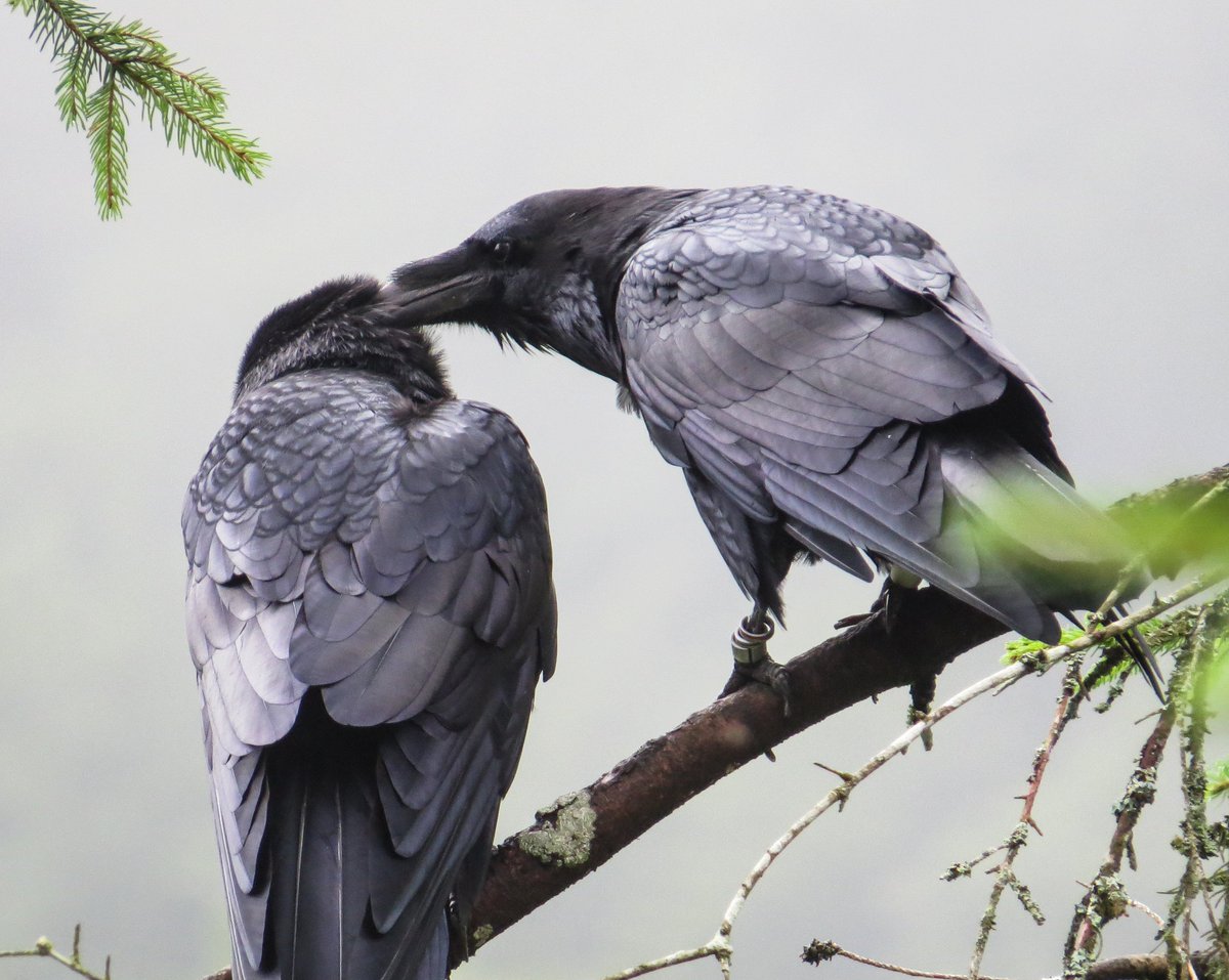 Petra Sumasgutner (@pesumas) on Twitter photo Job Alert: 5 Year #PostdoctoralFellowship <a href="/KLF_UniVienna/">Konrad Lorenz Research Center</a> for #Behaviour and #Cognition in Thomas Bugnyar's lab:
jobs.univie.ac.at/job/University…
Specifically for work on wild #ravens in close collaboration with our #movementecology group. Apply by 14.10. photo: <a href="/MatthiasLoretto/">Matthias Loretto</a> Job Alert: 5 Year #PostdoctoralFellowship <a href="/KLF_UniVienna/">Konrad Lorenz Research Center</a> for #Behaviour and #Cognition in Thomas Bugnyar's lab:
jobs.univie.ac.at/job/University…
Specifically for work on wild #ravens in close collaboration with our #movementecology group. Apply by 14.10. photo: <a href="/MatthiasLoretto/">Matthias Loretto</a>