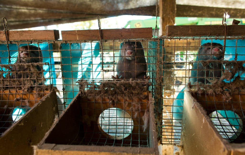 Mink live in cobwebbed cages at the Bonlander Mink Farm in New Holstein, WI.  Eleven years ago today I raided the farm and opened 2,000 cages.