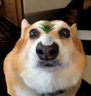 hazelonsolana's tweet photo. Whether you have the green thumb or not, $hazel can take care of your plans and balance them on her nose 🪴 @Menards can you help get sorted! https://t.co/uzPcfDxfxP