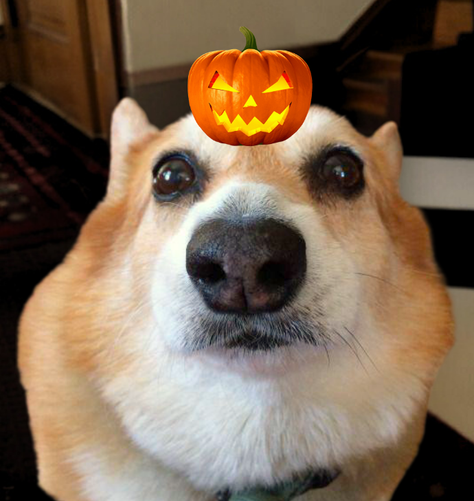 hazelonsolana's tweet photo. The spooky season is coming, $hazel is ready and is already practicing at balancing jack-o-lanterns on her head 🎃 https://t.co/rLS6gIDcdX