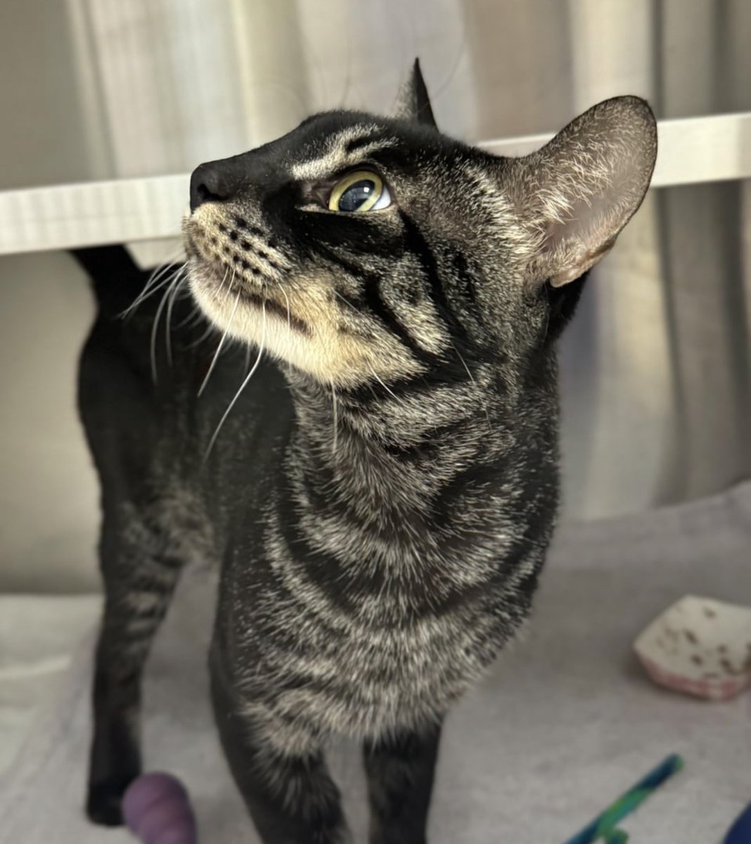 KatAbughazaleh's tweet photo. desperately need someone in the Dallas/Fort Worth area to adopt Ash, the most handsome boy in the world: https://t.co/dRgIcL0ttF https://t.co/4zlsfvmG1Q