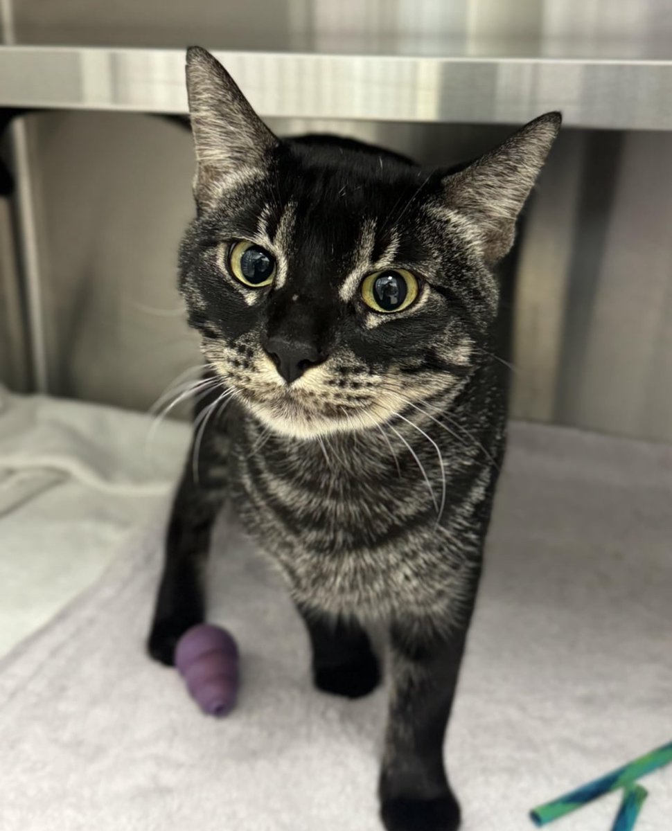 KatAbughazaleh's tweet photo. desperately need someone in the Dallas/Fort Worth area to adopt Ash, the most handsome boy in the world: https://t.co/dRgIcL0ttF https://t.co/4zlsfvmG1Q
