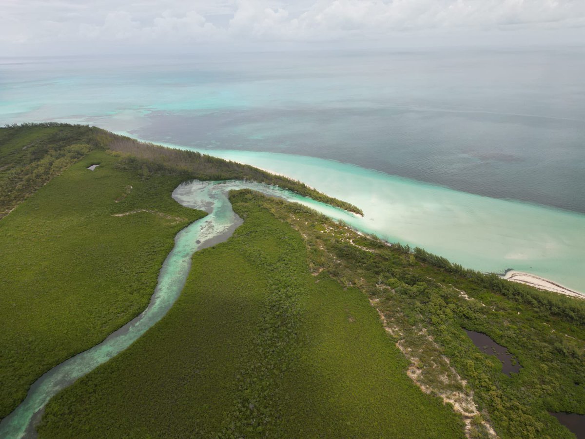 TMykaleLS's tweet photo. North Bimini Marine Reserve
BIMINI’s Last Hope 🌱🦈🐠🪼 https://t.co/9xs6E4v15x