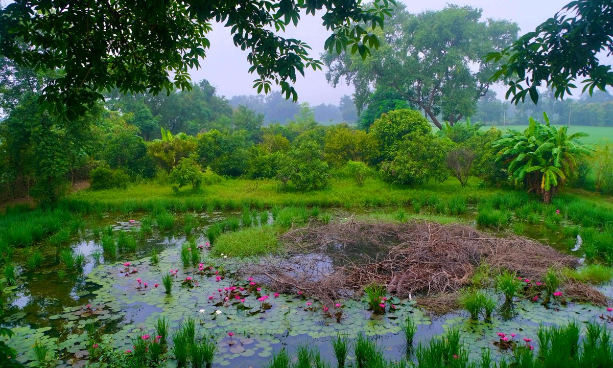 LokaLocus's tweet photo. Good Morning from Loka 🪷

#beauty #purity #prosperity #strength #eternity #Bihar #India https://t.co/pThxbyr8vU