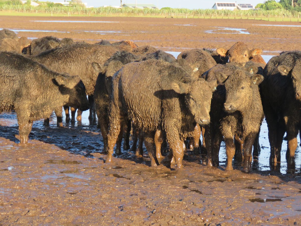 Vets4AWA's tweet photo. @ciwf Yes! But not mud like many in Aotearoa New Zealand endure
every winter. https://t.co/H0oA42W0Av