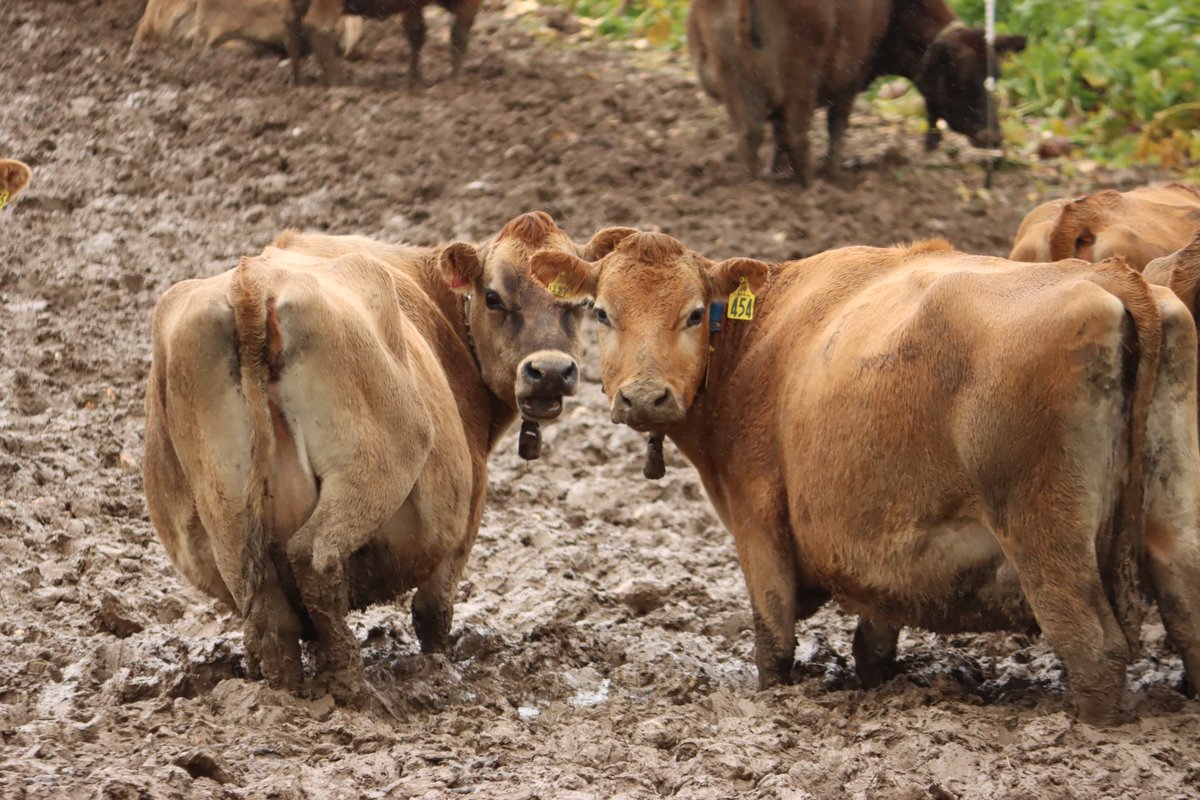 Vets4AWA's tweet photo. @ciwf Yes! But not mud like many in Aotearoa New Zealand endure
every winter. https://t.co/H0oA42W0Av