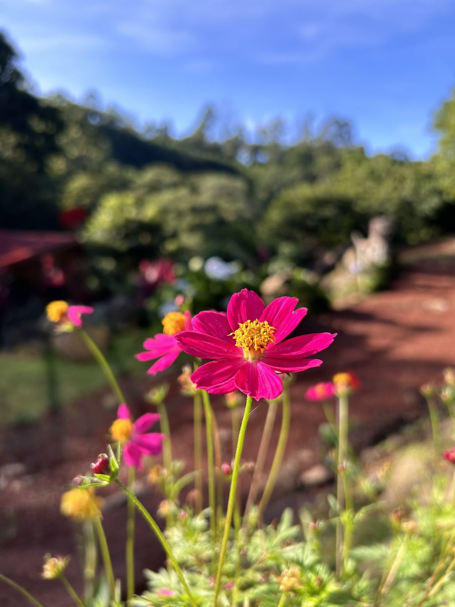OJMORA16's tweet photo. Por recomendación de algún viajero que nos cruzamos en el camino, nos fuimos a conocer un Lugar increíble en Poás de Alajuela. #ojmora 🌳 https://t.co/4jGaTH2Ffg