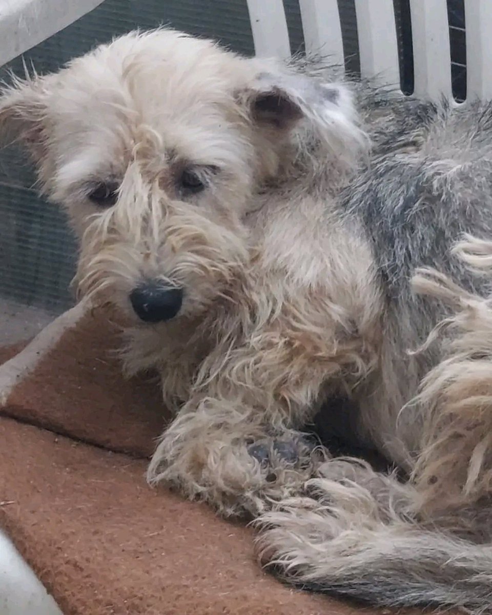 Не знаю по какой причине ,не хотят делать репост для небольшой собачки Аурики ,которую выбросили на улицу😔
Сколько было написано про неё и все безрезультатно 😔
Возраст до 2-х лет .Очень добрая и контактная 🥺

Киев 
📲 +380 (96) 007 04 50