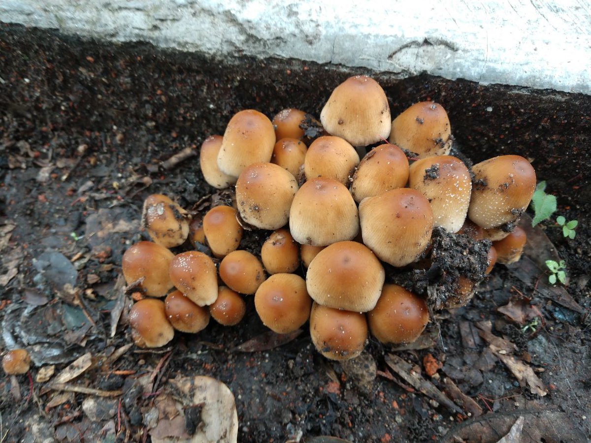 AxulCasiMorado's tweet photo. @Fungi_Cosas Hola. ¿Me ayudas con ellos que salen en la jardinera debajo de un fresno y también para saber si le son benéficos, da igual o le son perjudiciales? Son de diferentes épocas. https://t.co/qQYo2fZ1Tk