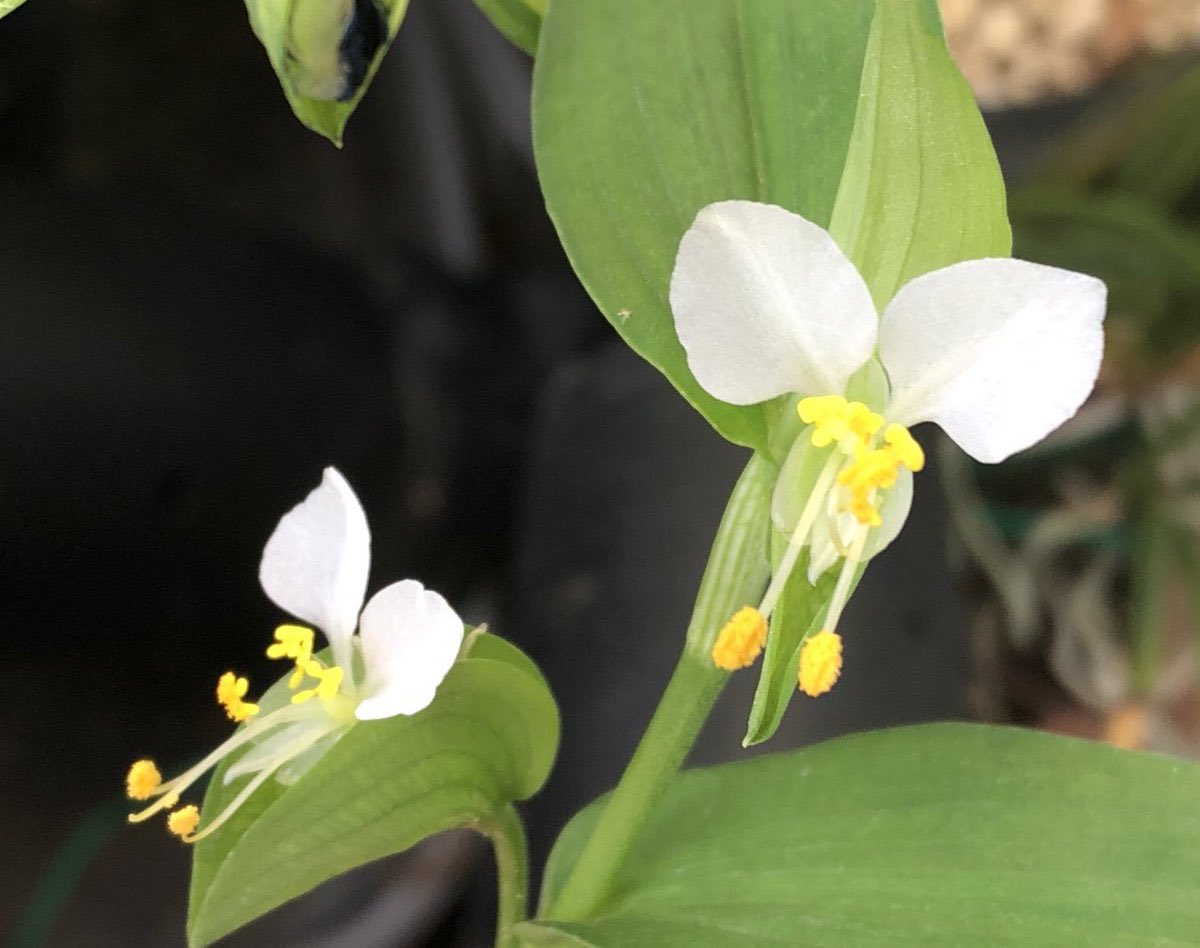 ツユクサは割とどこでも居るけど…花は綺麗だしたまーに白花や斑入りなんかも居たりするので…お散歩ついでにちょっと気にかけると面白いのです
