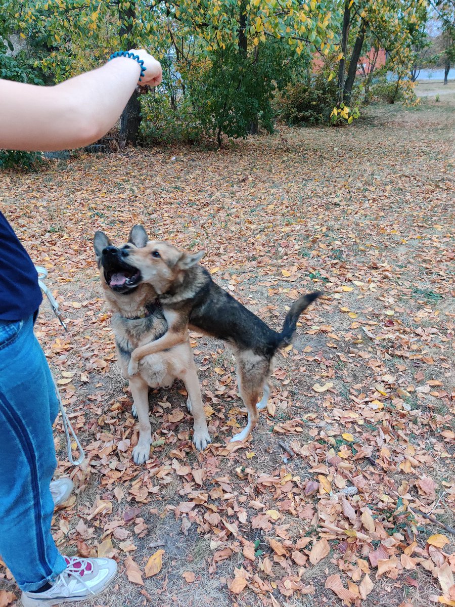 arty_time's tweet image. Вигулювали гіпер-милах дівчини, а як пройшли ваші вихідні?