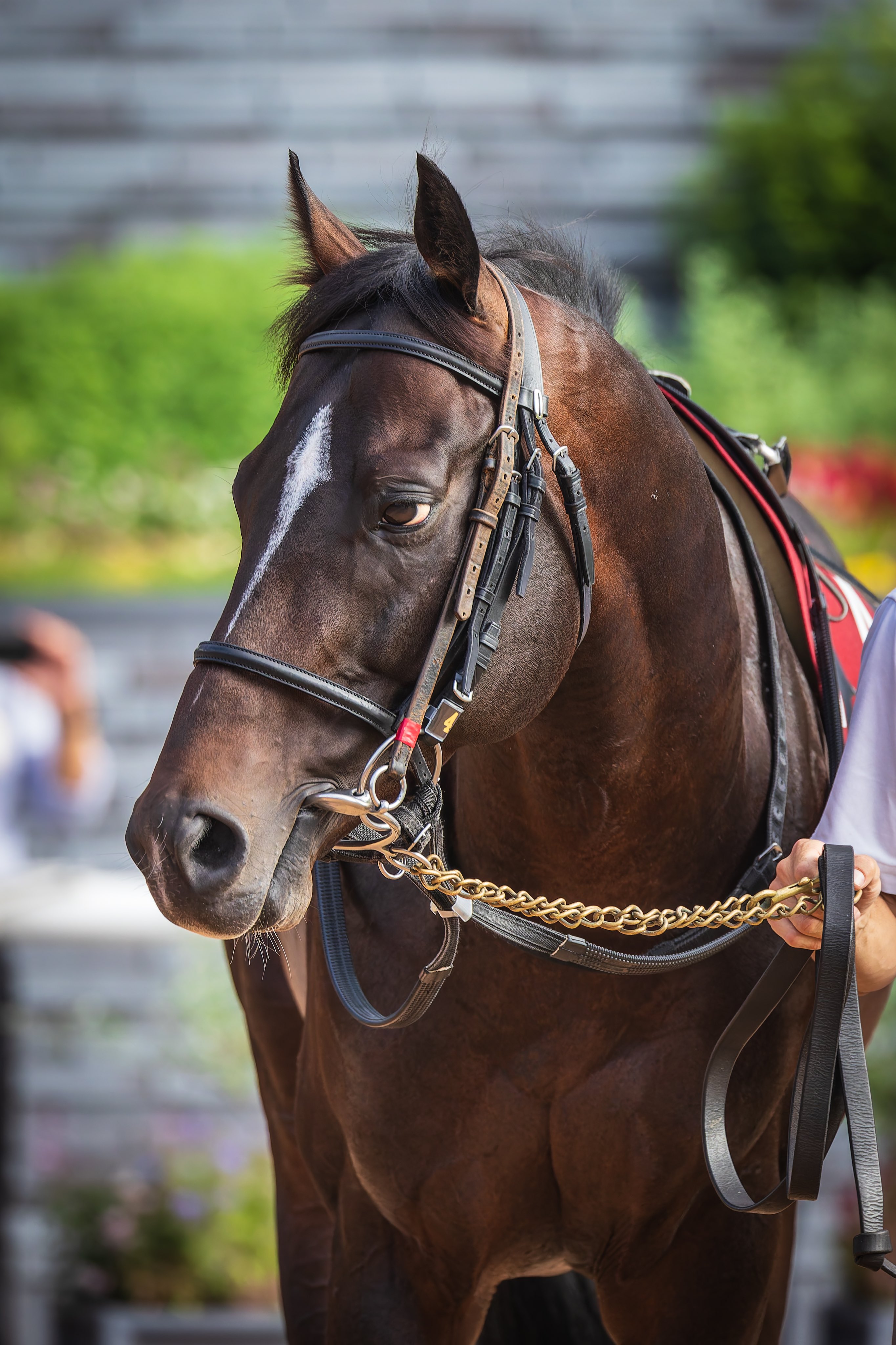 京都大賞典⑭番アイアンバローズ応援馬券 京都大賞典⑭番アイアンバローズ応援馬券