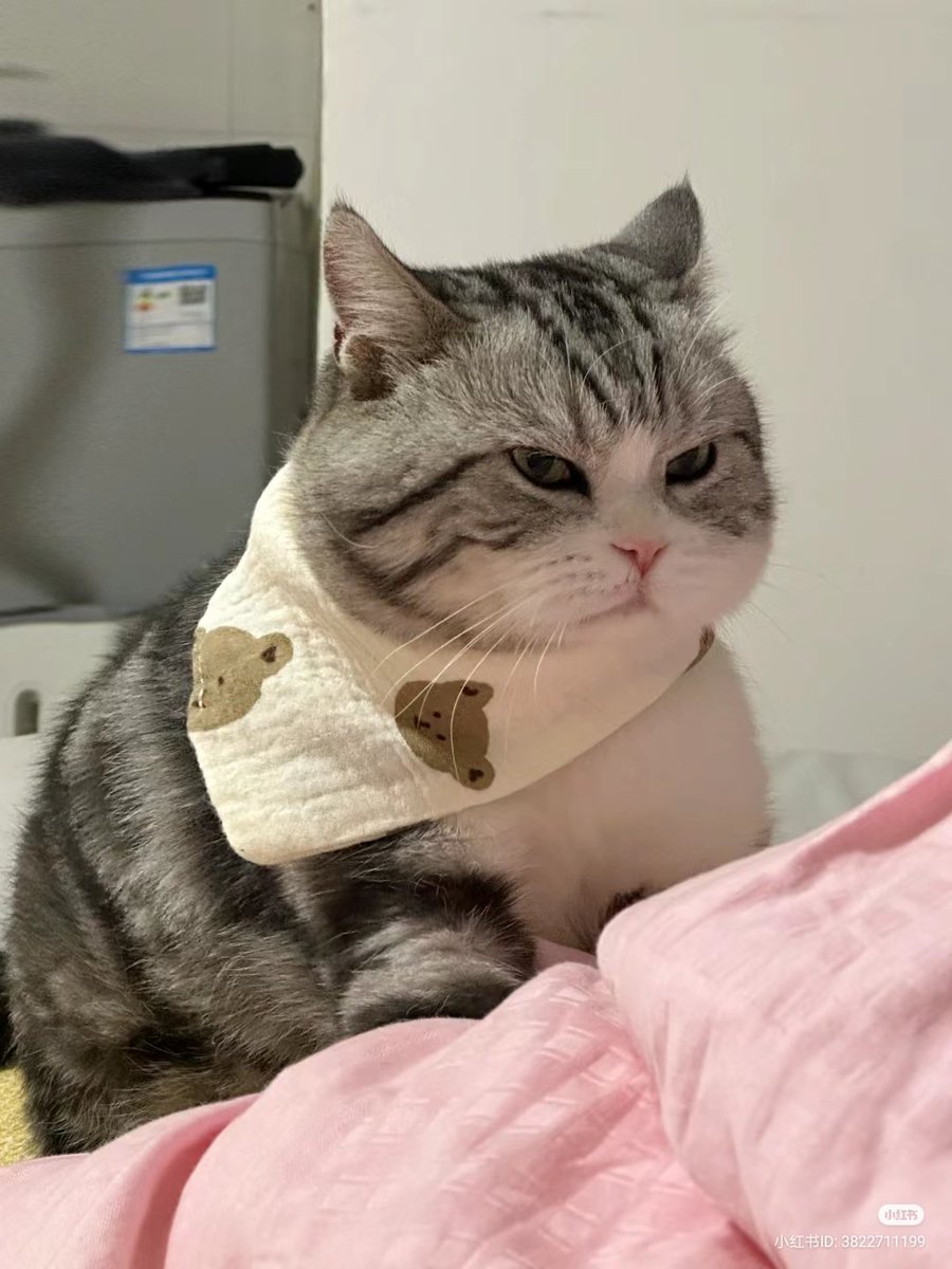 No Context Cats tweet media