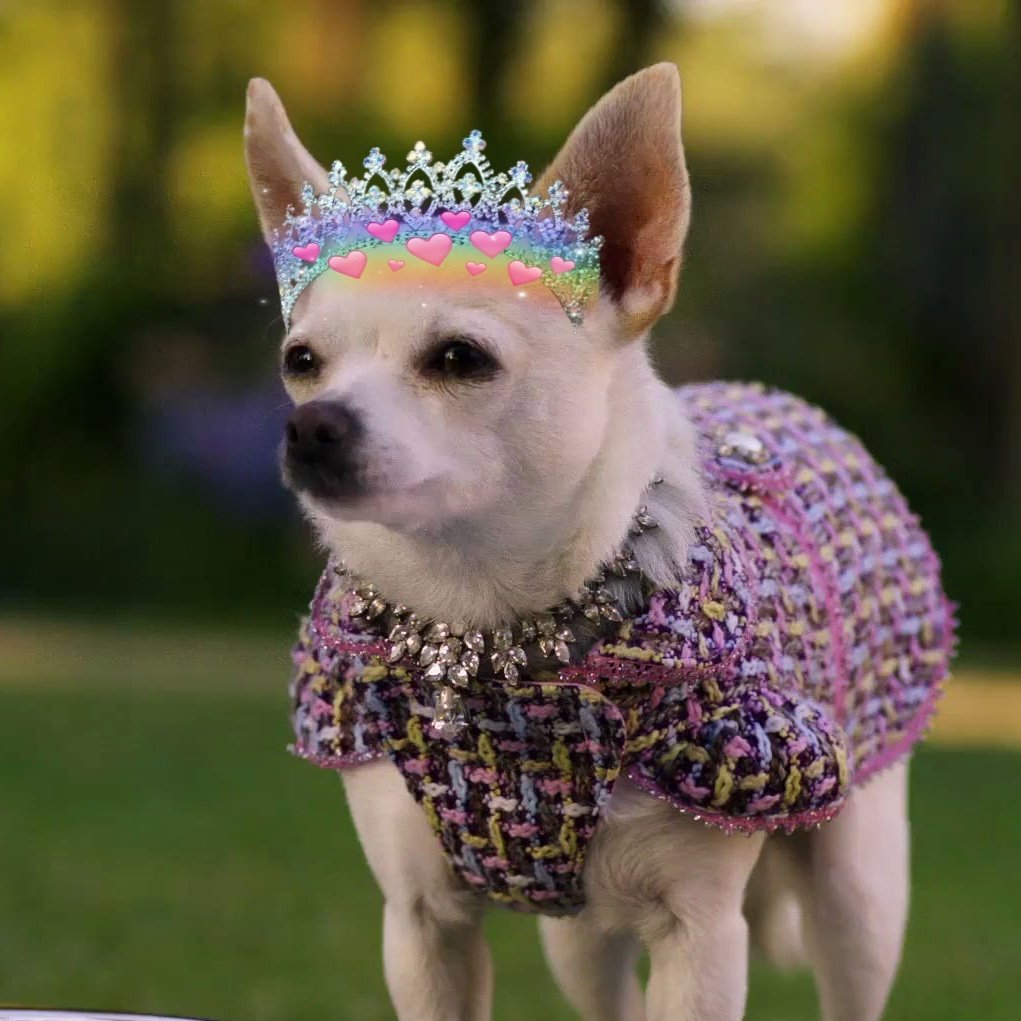 Dog Names - The Top Dog Names For 2024 - Hundreds of Awesome Ideas, image size:1021x1021