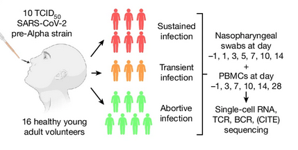 Updated boosters are available (finally) for patients in Canada.  I would encourage all those who are older (eg >60 years old) or in a higher risk group to prioritize getting these shots, and I will explain why.  

I've quote tweeted below a recent study showing that infection