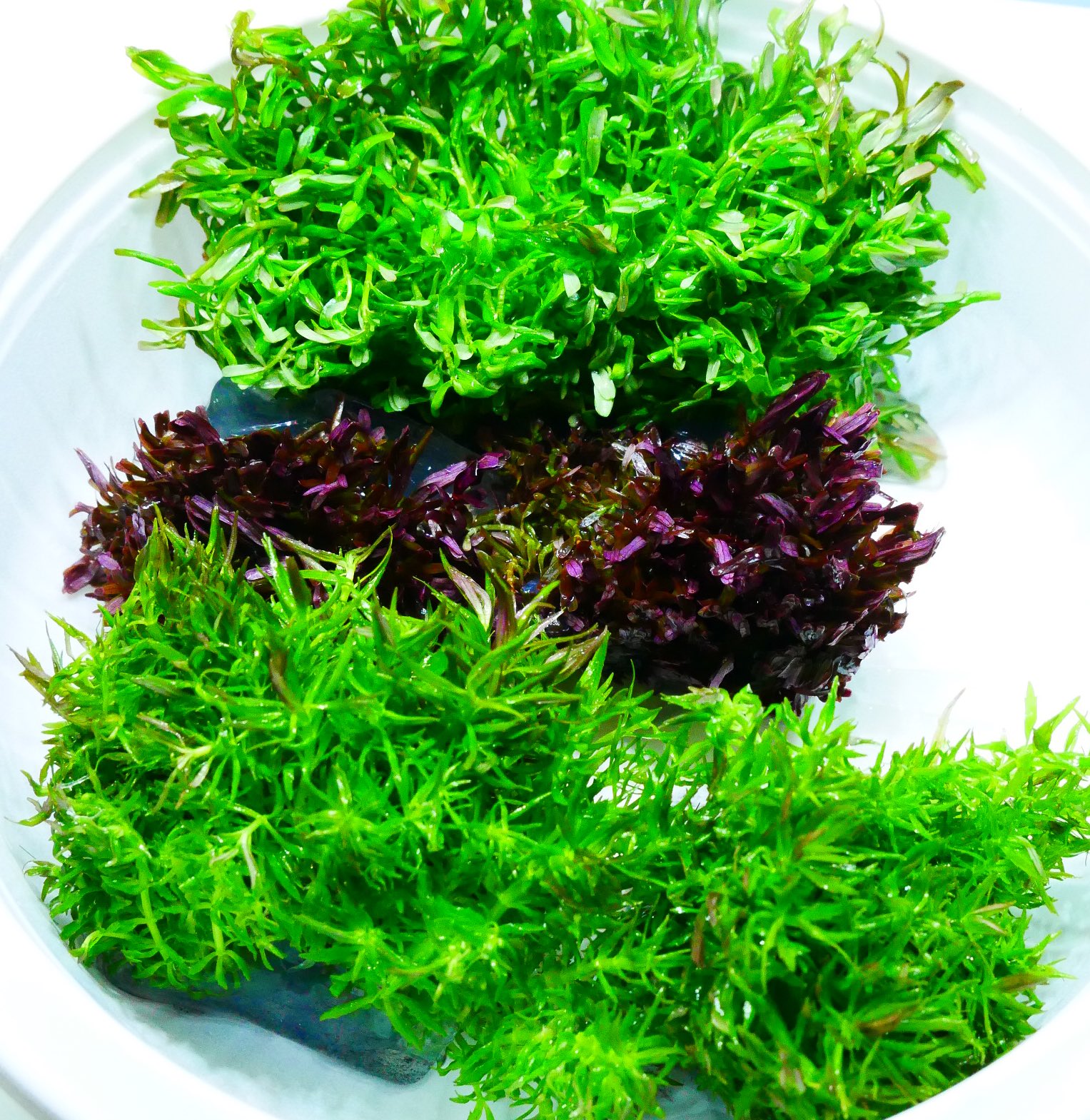 水草育成 antaeus7toy ADA - NATURE AQUARIUM - ゼロからはじめるネイチャーアクアリウム