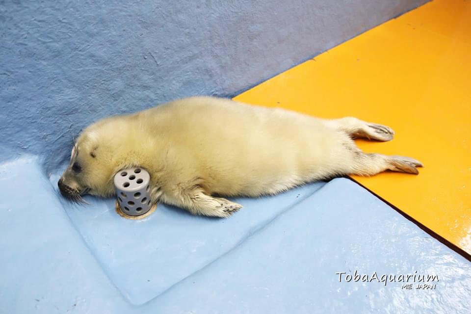 Chuberdunkus2's tweet image. DRAIN GANG!