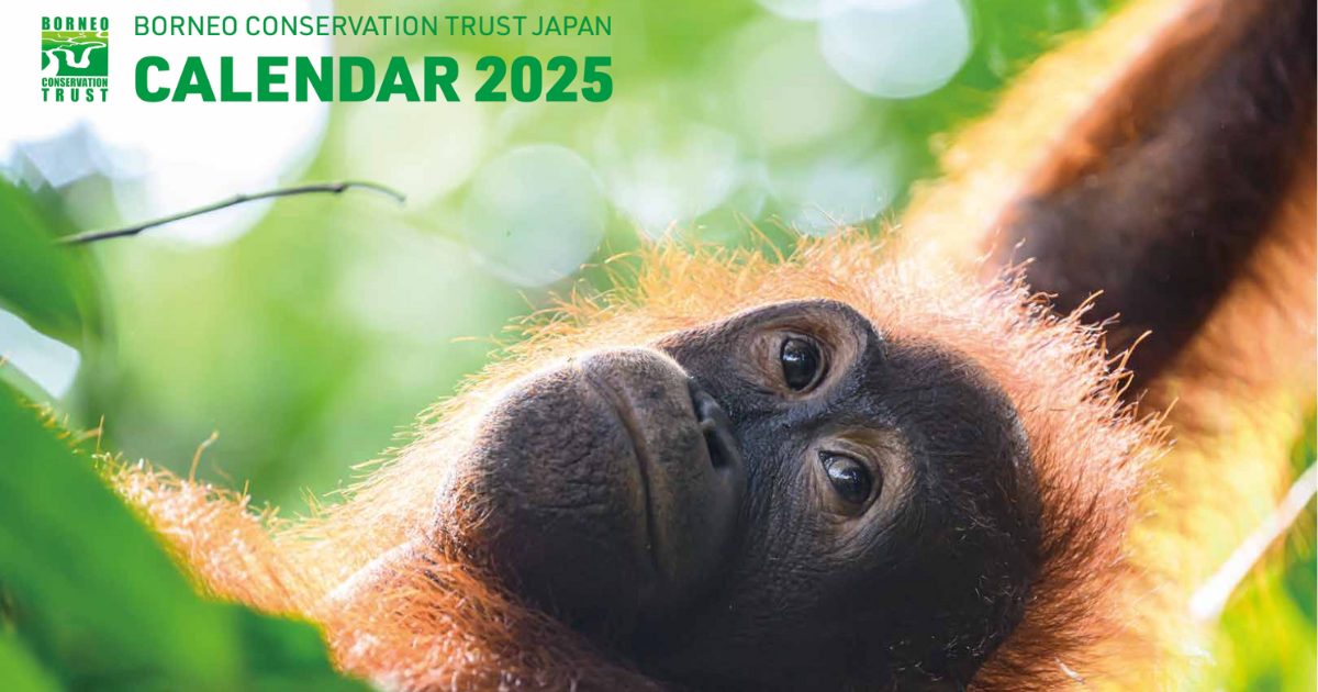 bctjapan's tweet image. 今年も写真家阿部雄介さんとのコラボで来年用のチャリティカレンダーを作りました。デザインも一新。リビング、トイレ、子供部屋、書斎、仕事部屋、職場、にぜひ！ご注文はこちらから

bctj.jp/info/bctjcal20…