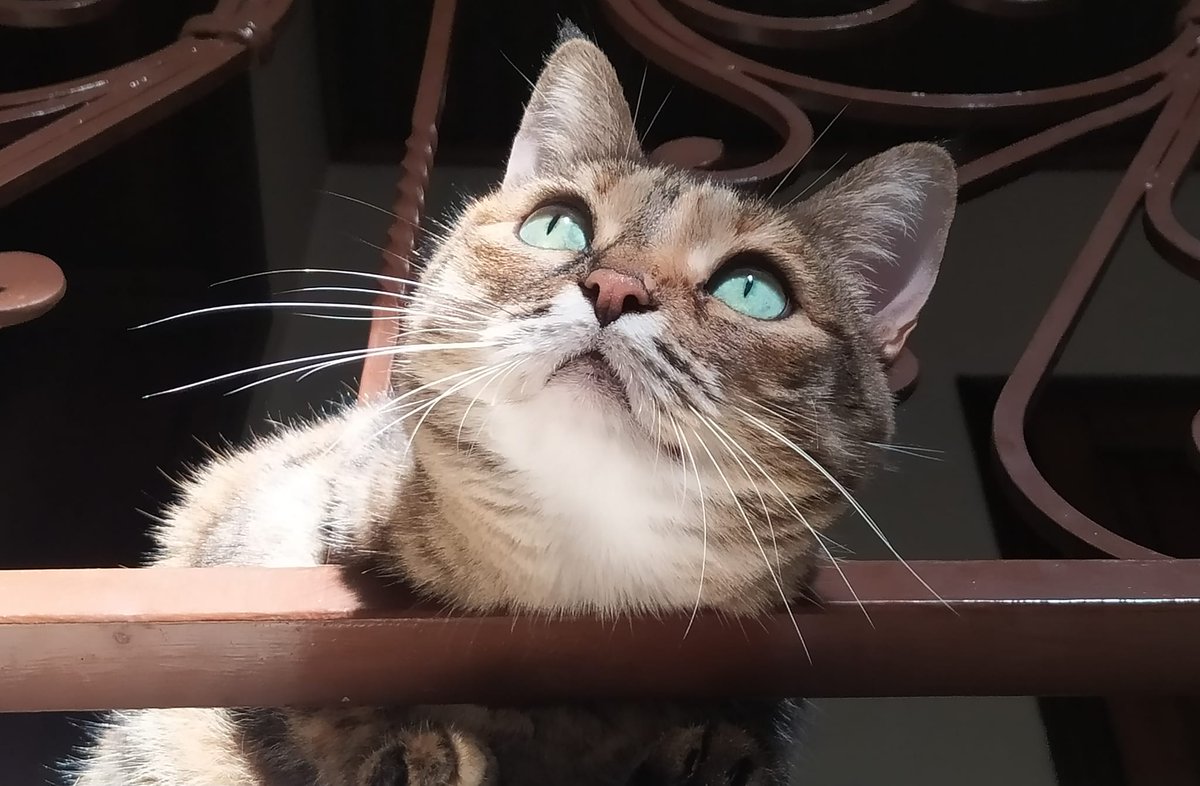 @ferrarisergio4 tweet media