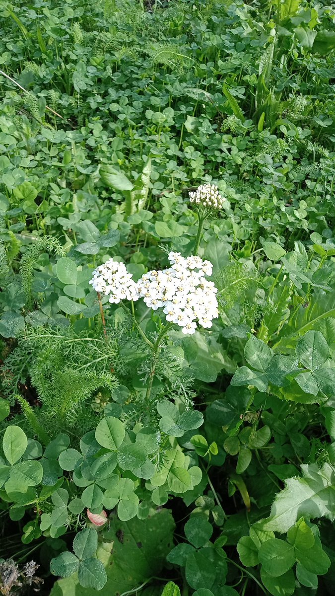 HasanAklima's tweet photo. ☘️Hyva Huomenta. https://t.co/3eVAt9kE6I