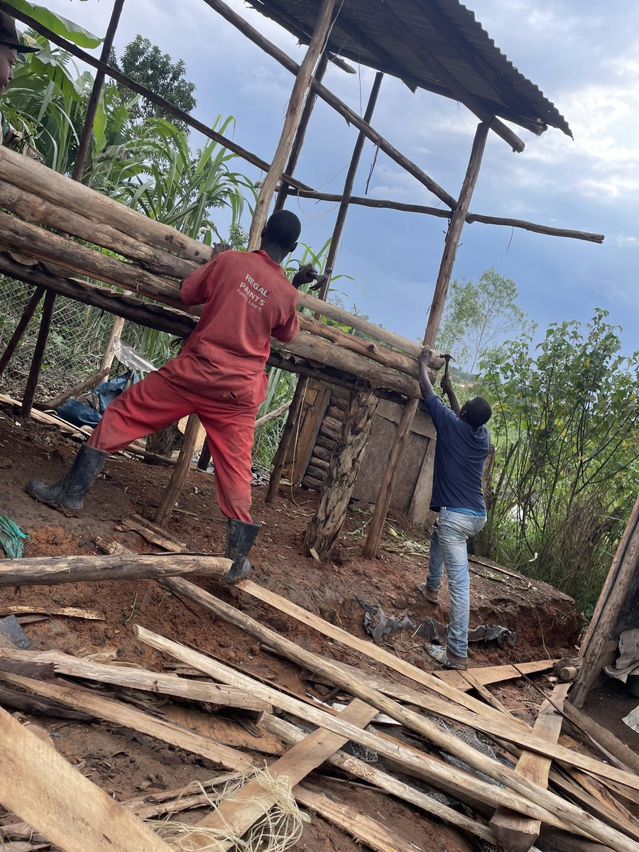 Karakire5's tweet photo. Farm life 💪🏽new goat house to prevent inbreeding 🤝 https://t.co/5JZmSiOQak