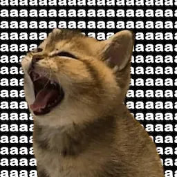 AAAKitten1's tweet photo. @_smkotaro @SuiNetwork We are the LOUDEST screaming cat on SUI $AAAK

Hold your ears, we’re about to break the sound barrier and the charts! 🚀🐱 https://t.co/1buXDGePZY