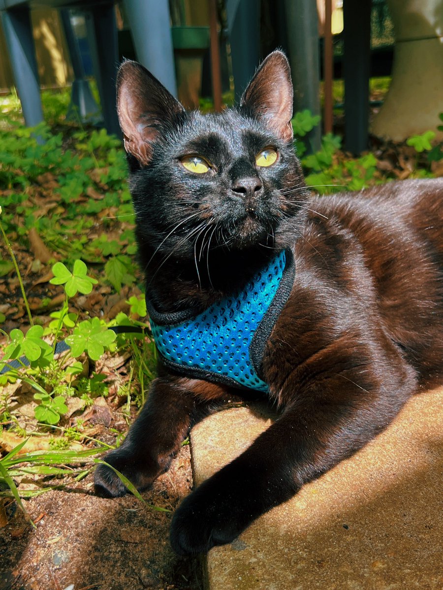 where is Roachzila? tweet media