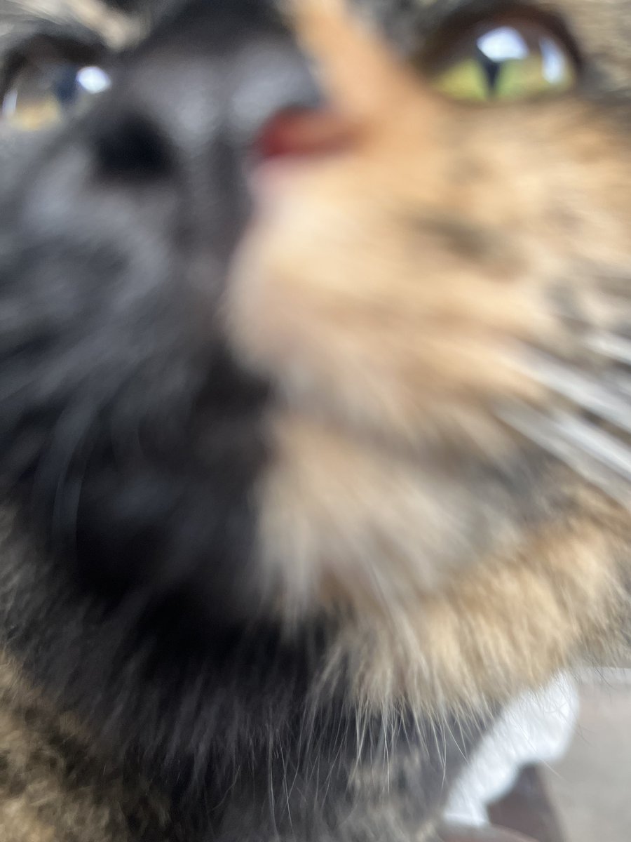 deadpegasus333's tweet photo. MEOWWWWW https://t.co/m2zL5hl8yb