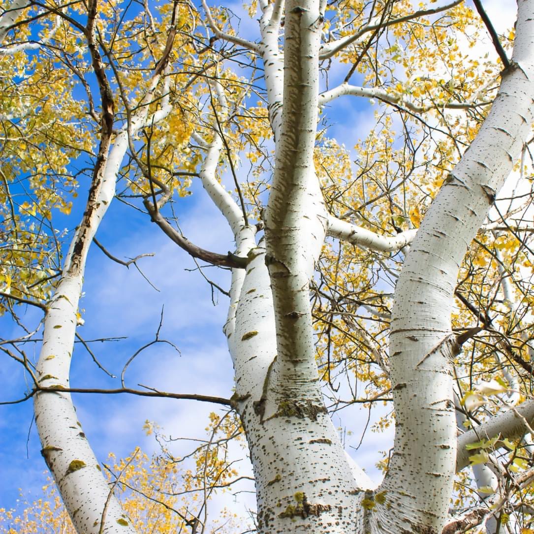 Among our native trees, the silver birch puts on one of the most spectacular autumn displays. Golden leaves provide a beautiful contrast with pale, peeling bark. In a breeze, the burnished foliage dances and shimmers.