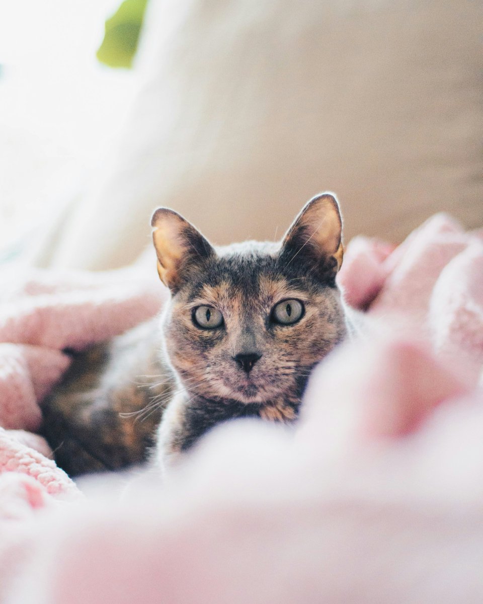 Essential oils have a wide range of uses in the home, from candles to beauty products, but did you know they can also cause harm to our cats? Most essential oils are toxic to cats, and some oil diffusers shouldn’t be used by cat owners. Learn more: spr.ly/CatsAndEssenti… 🕯️
