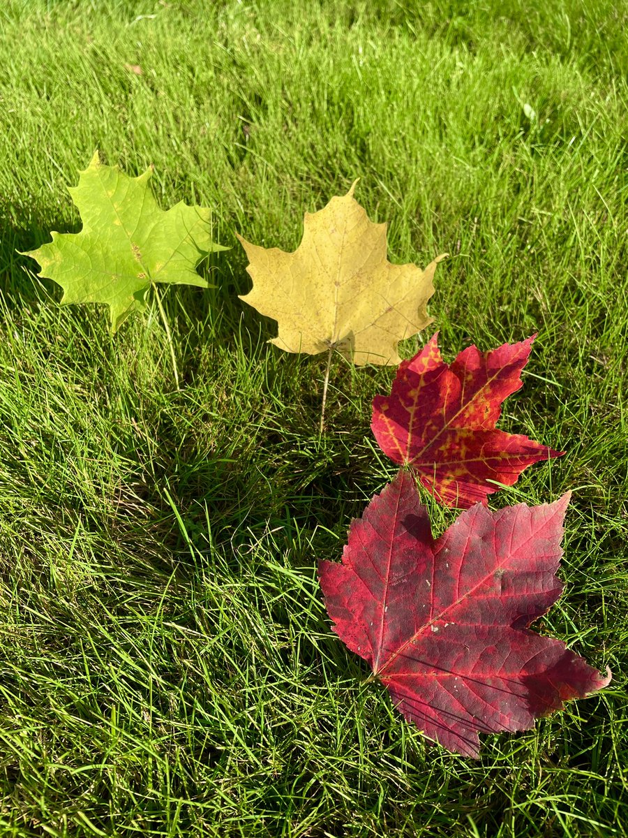 Grendle609's tweet photo. 🍁 A few pics from my Fall Crawl so far. 🍁 https://t.co/eGAcHHPD04