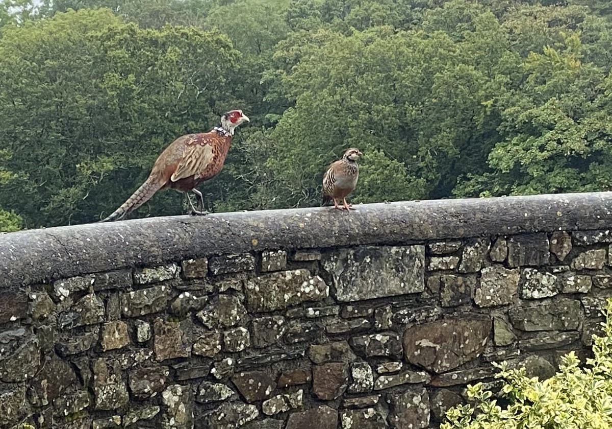 A recent stay in north Devon, near Exmoor. And here are the birds that represent about 95% of the local bird biomass at this time of year. Dozens of each in the garden of the holiday home. Only because we have become so used to this is it not seen for what it is: utter madness.