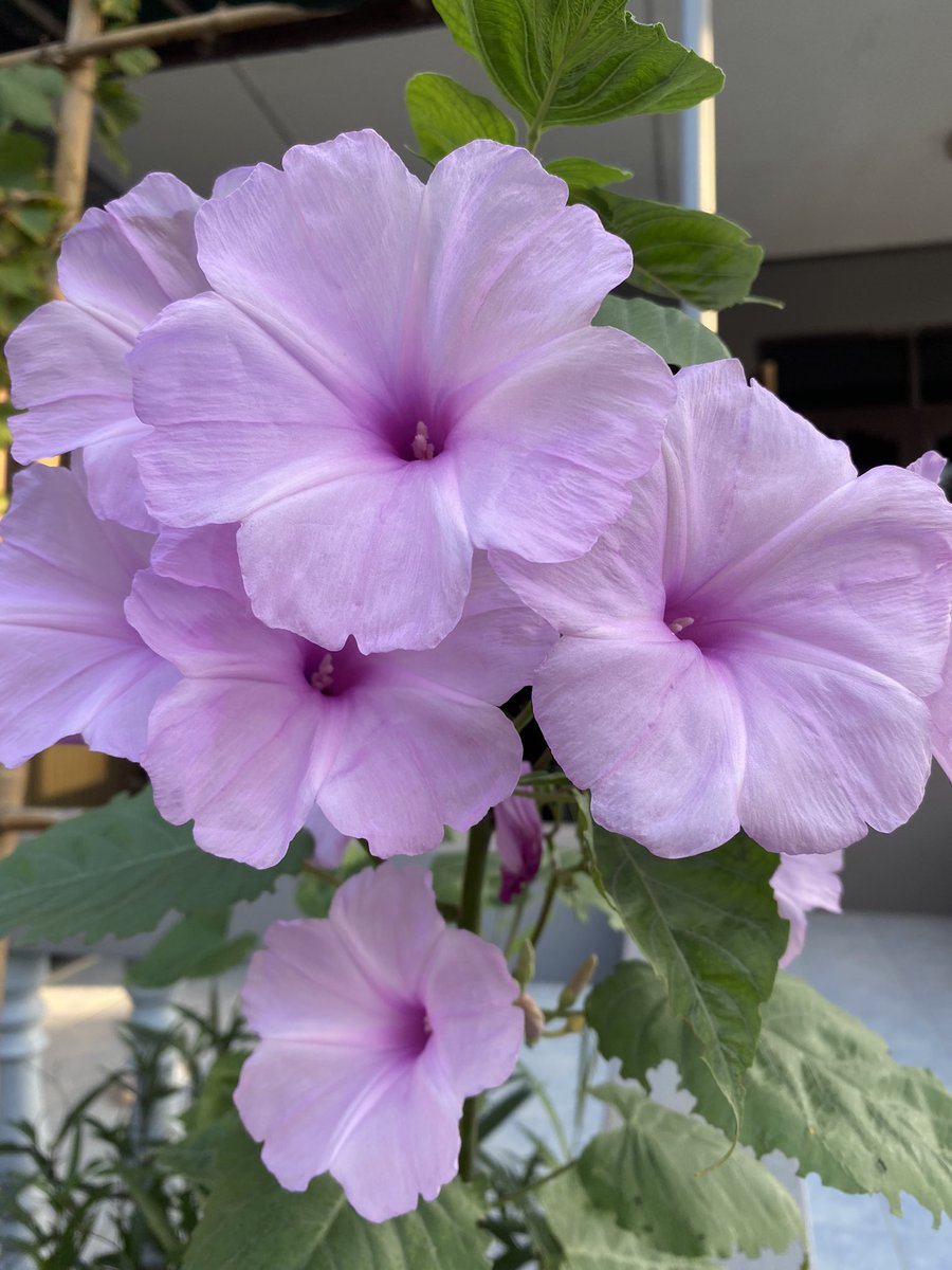 karidtha's tweet photo. Happy Monday 🙏🙏🥰❤️❤️♥️🌹💐💕😘 https://t.co/R2Aj4XljDX
