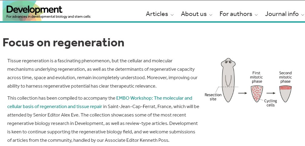 Development tweet media