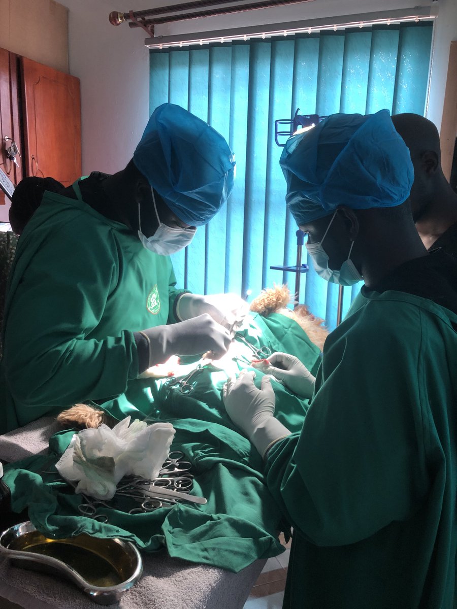 The operating room 

Happy pets
📞 0200999531
Your pet, our passion
