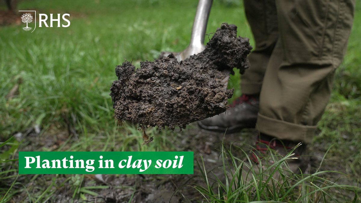 The RHS (@the_rhs) on Twitter photo Clay soil can be hard to manage, but it's very fertile if treated in the right way! 🌱
Watch this helpful guide to planting in clay soil with Michelle Tierney, Horticulturist at <a href="/RHSBridgewater/">RHS Bridgewater</a> youtu.be/lIp4LfQaX8g
#GardeningTwitter Clay soil can be hard to manage, but it's very fertile if treated in the right way! 🌱
Watch this helpful guide to planting in clay soil with Michelle Tierney, Horticulturist at <a href="/RHSBridgewater/">RHS Bridgewater</a> youtu.be/lIp4LfQaX8g
#GardeningTwitter