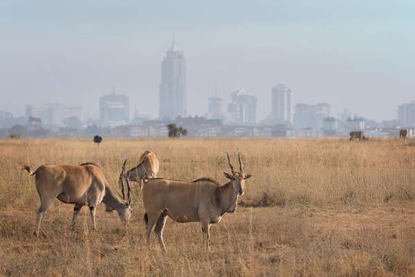 December is one of the best times to visit Kenya. By mid-month, the landscapes are stunning, with blue skies that transport you to another world. This is peak tourist season, and you’ll have the chance to spot newborn wildlife and a variety of  mailchi.mp/087e932f8bcc/k…